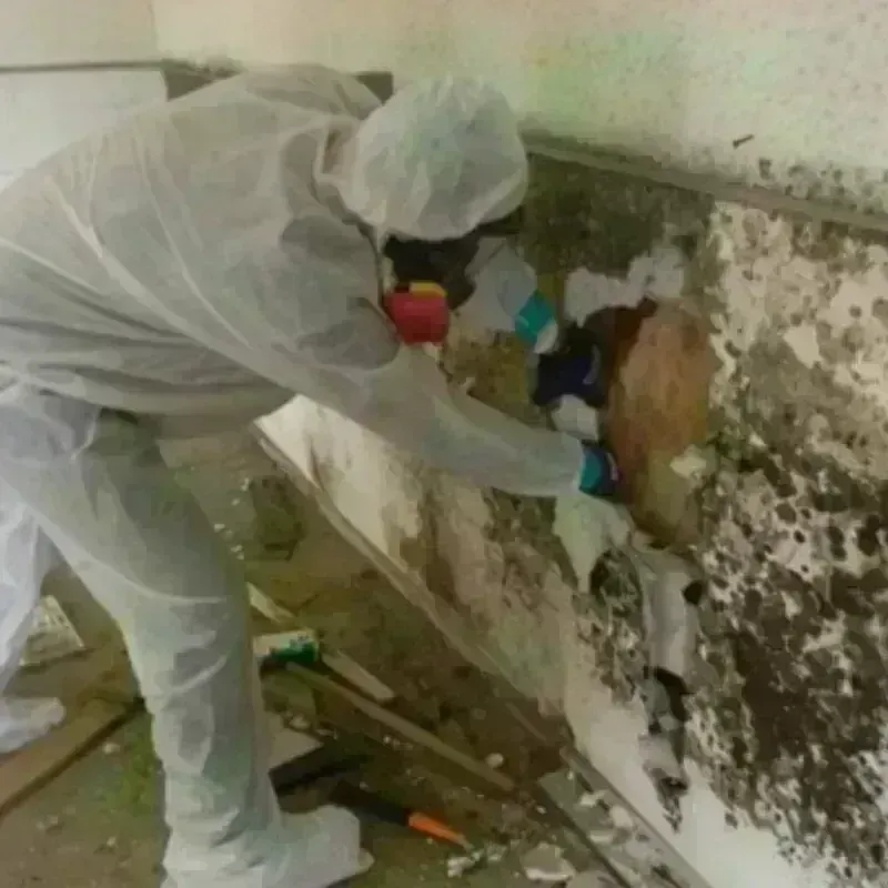 Mold Remediation and Removal in East Hemet, CA